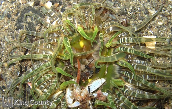 Photo of Anthopleura artemisia